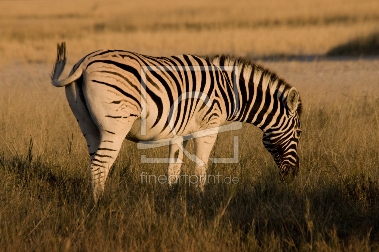 Bild-Nr.: 9326576 Grasendes Zebra erstellt von Henner