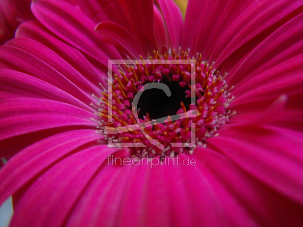 Bild-Nr.: 9327556 Gerbera erstellt von novalee