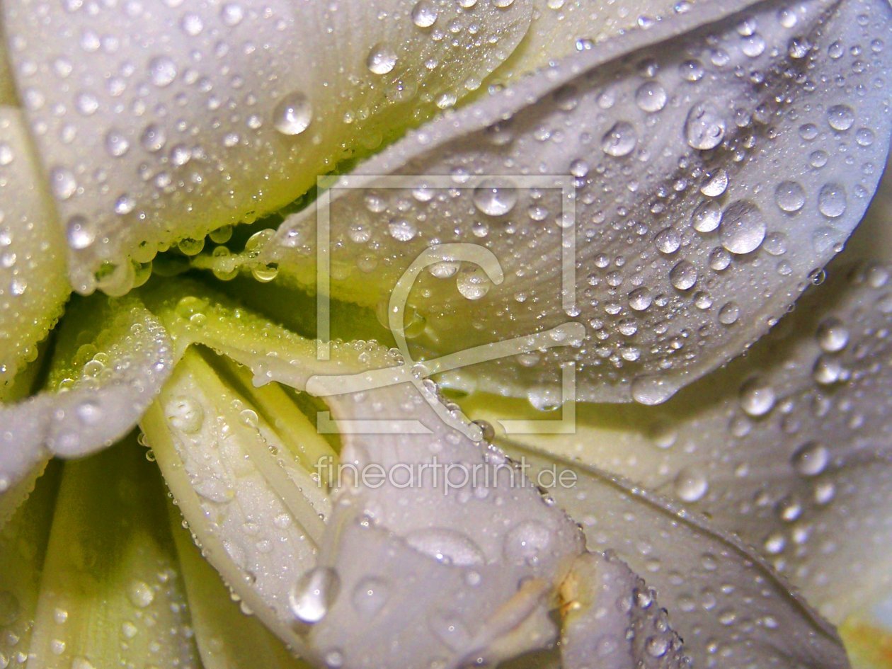 Bild-Nr.: 9329352 Lilie im Regen erstellt von Carlita