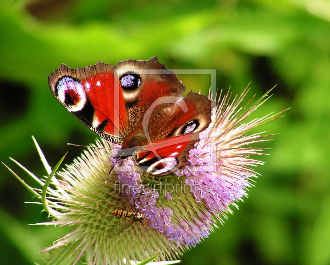 Bild-Nr.: 9329382 Coloured butterfly erstellt von Renate Knapp