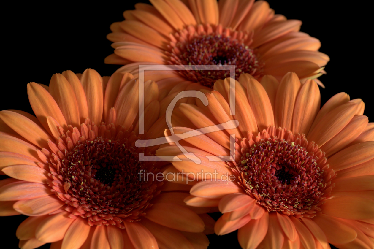 Bild-Nr.: 9330132 Gerbera erstellt von Uwe Jahn