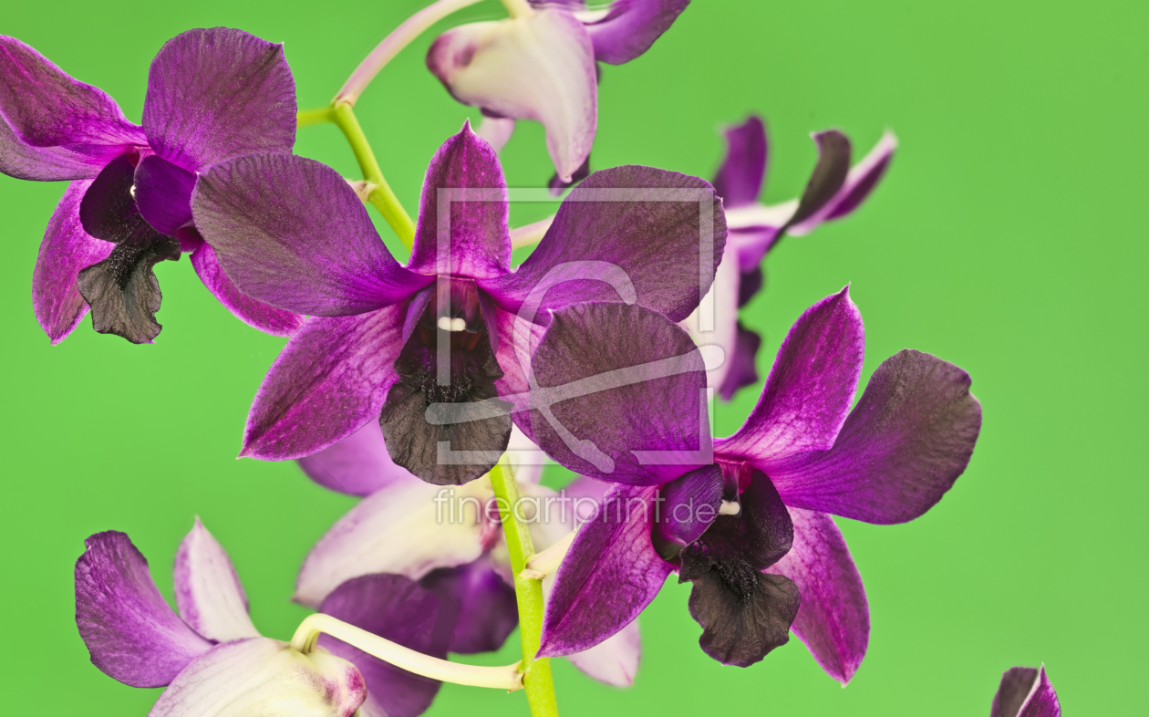Bild-Nr.: 9330236 Orchidee erstellt von macrofan