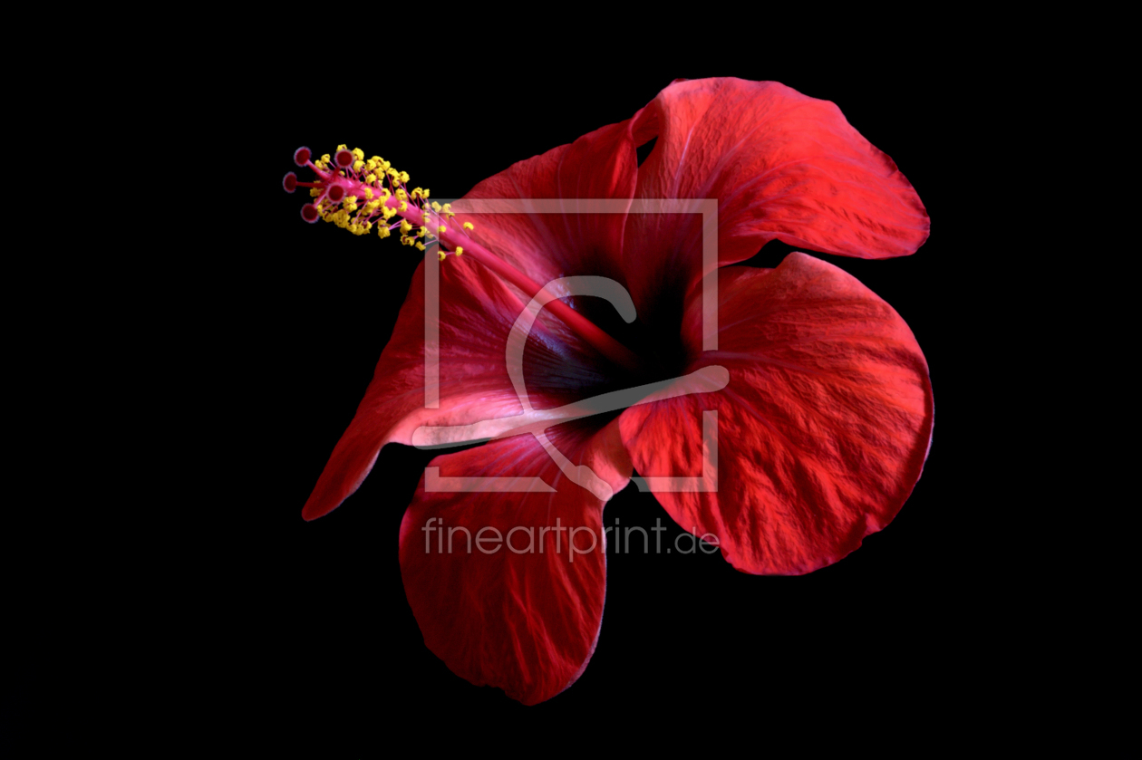 Bild-Nr.: 9330996 Hibiskus erstellt von Uwe Jahn