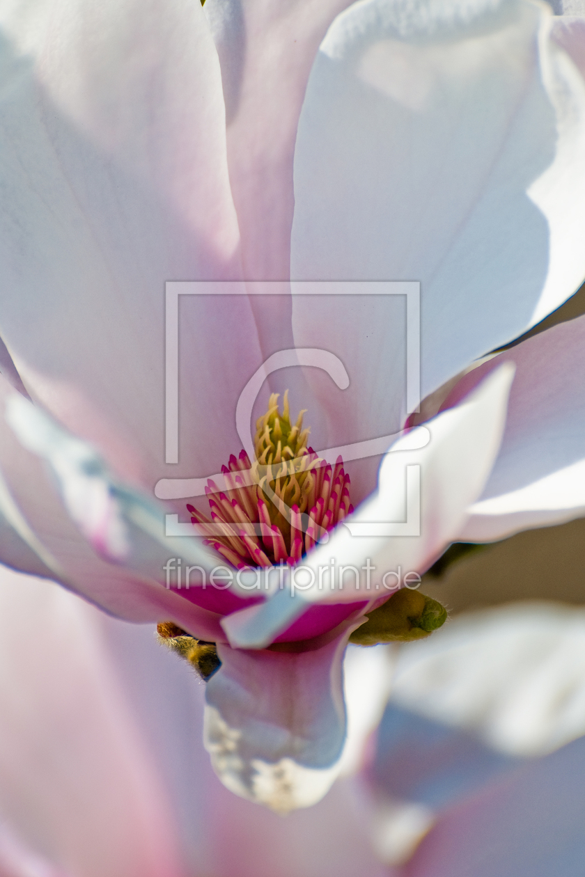 Bild-Nr.: 9331030 Magnolie erstellt von mr-wohl