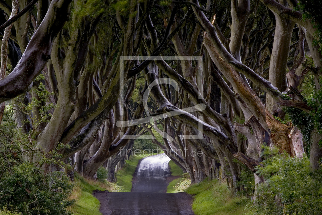 Bild-Nr.: 9331674 Nach dem Sommerregen - Dark Hedges erstellt von Stefan Friedhoff