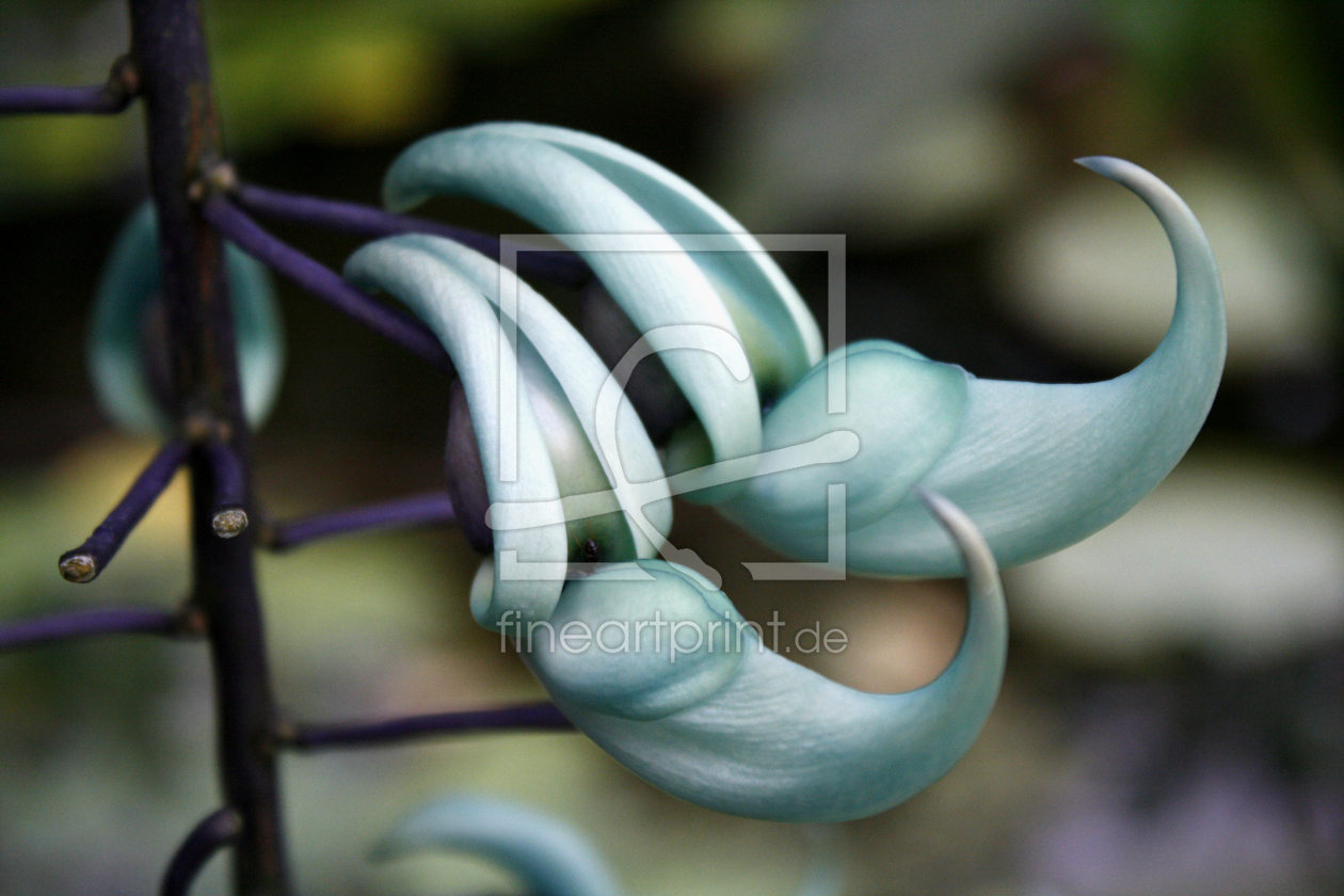 Bild-Nr.: 9332382 Jadewein (Strongylodon macrobotrys) erstellt von orlando8