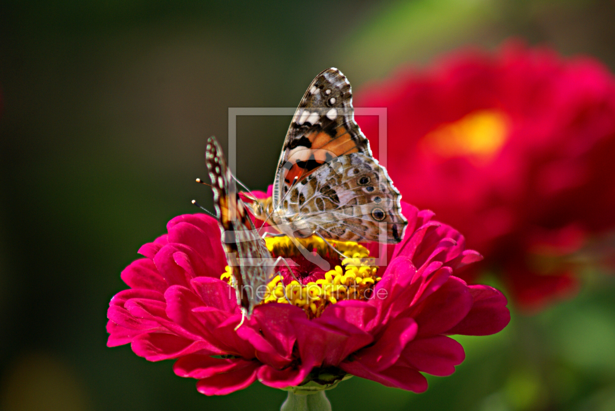 Bild-Nr.: 9334586 Two or One??? erstellt von youhaveadream