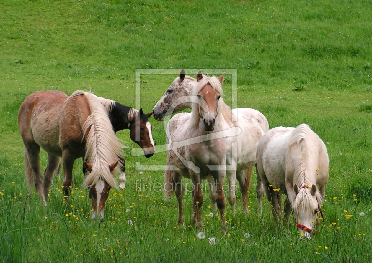 Bild-Nr.: 9335512 Pferdeglück erstellt von Renate Knapp