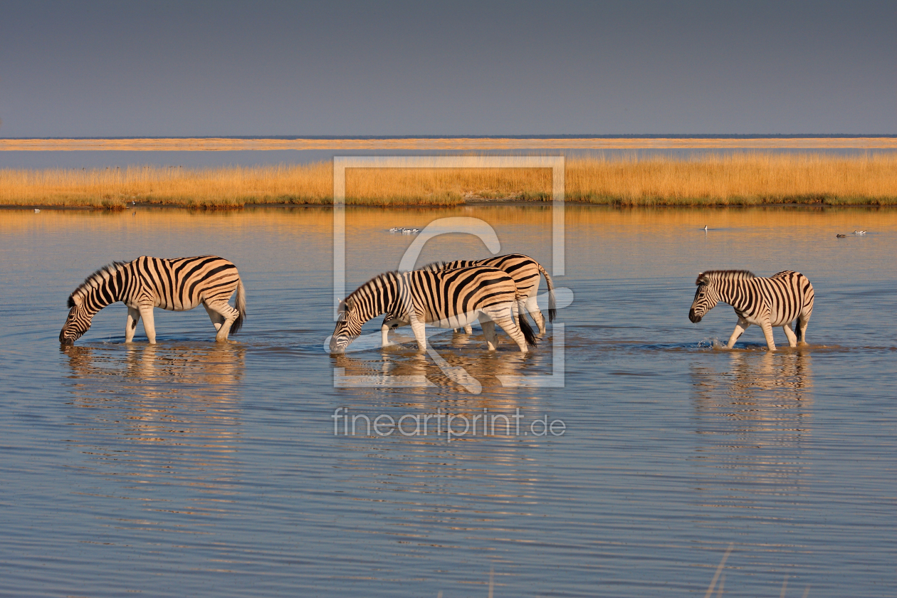 Bild-Nr.: 9336684 Zebraherde erstellt von Henner