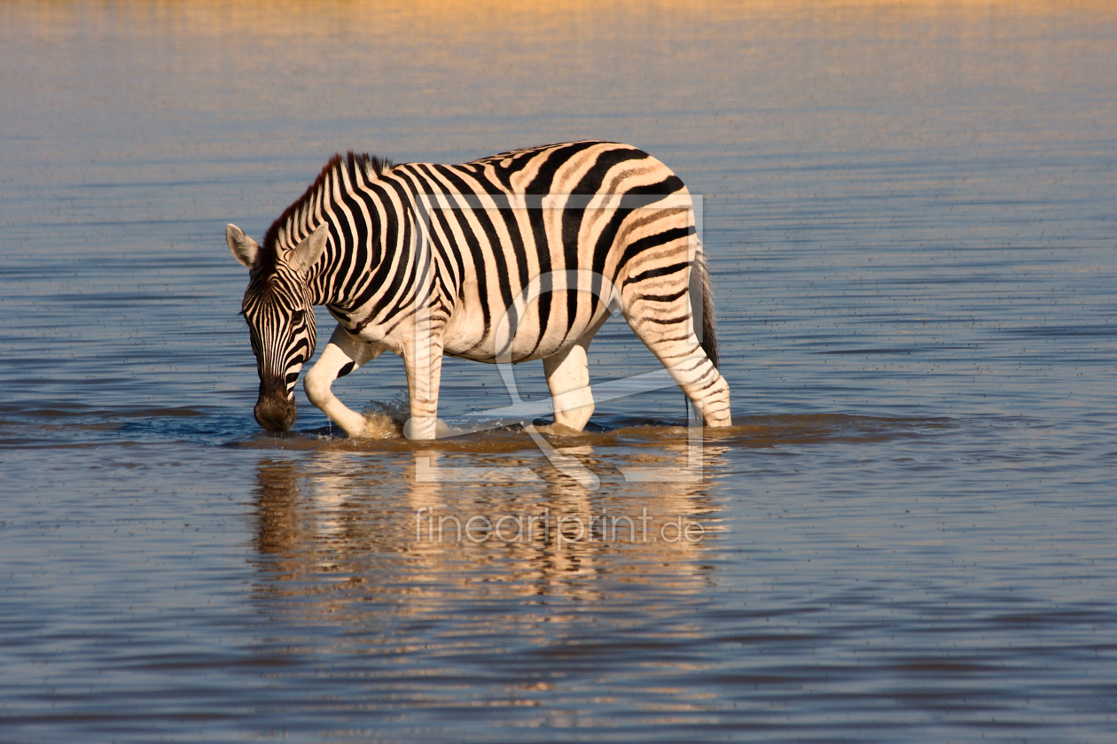 Bild-Nr.: 9336688 Zebra im Wasser erstellt von Henner