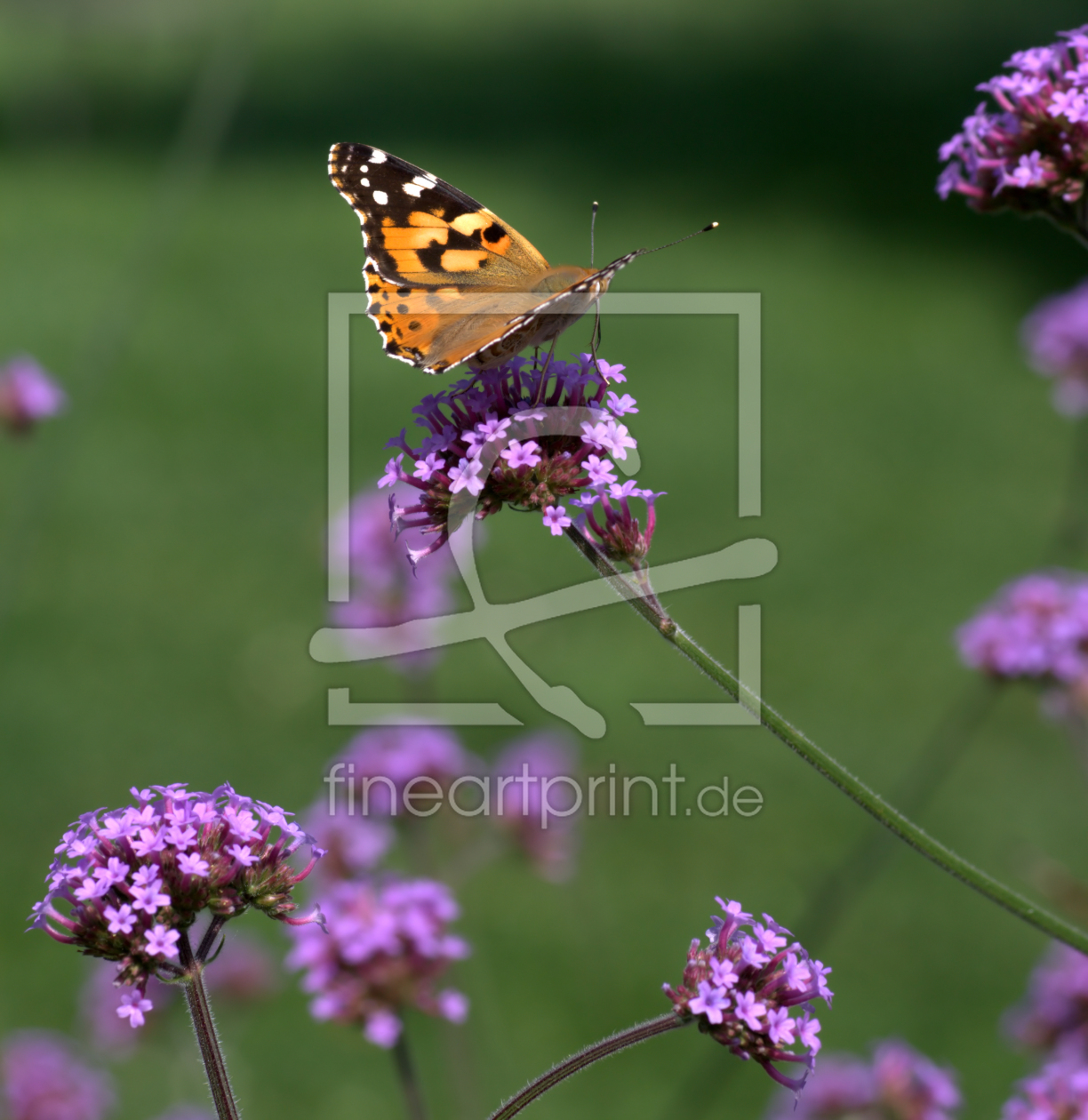 Bild-Nr.: 9337062 Schmetterling erstellt von Uwe Jahn