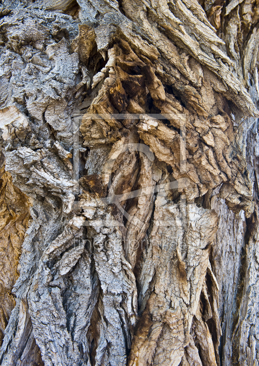 Bild-Nr.: 9337196 Der alte Baum erstellt von PeterSaltz