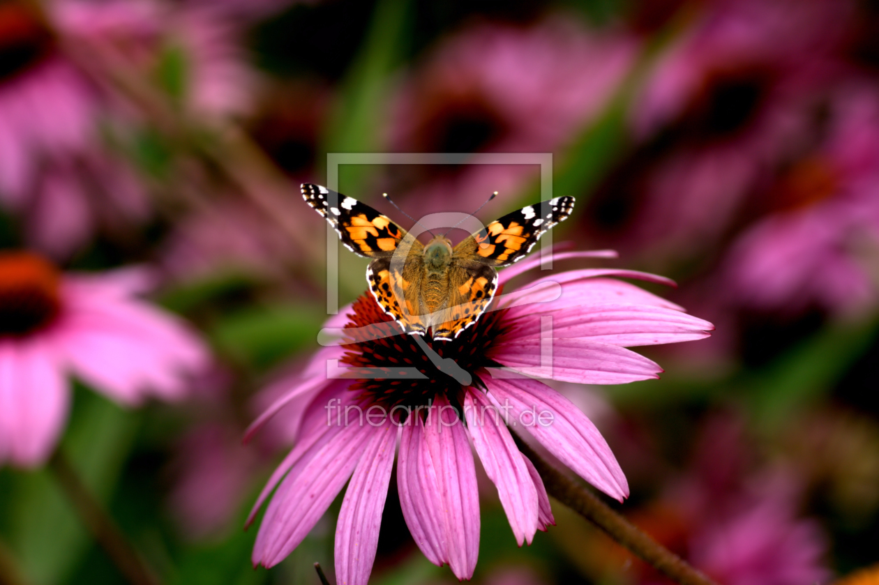 Bild-Nr.: 9337432 Schmetterling erstellt von Uwe Jahn
