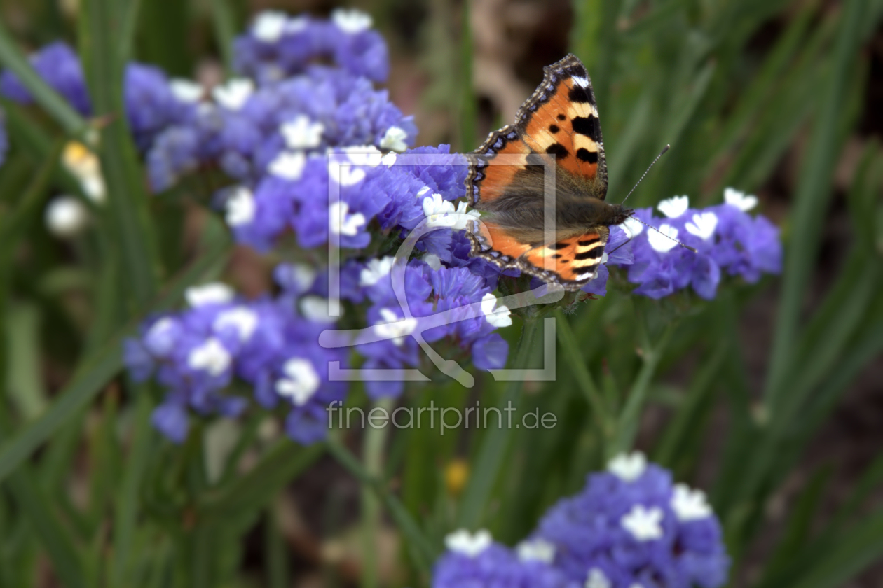 Bild-Nr.: 9337456 Schmetterling erstellt von Uwe Jahn