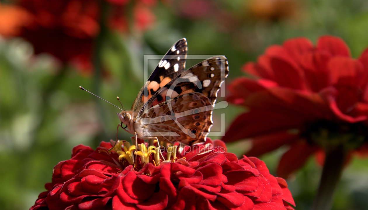 Bild-Nr.: 9338256 Schmetterling erstellt von Uwe Jahn