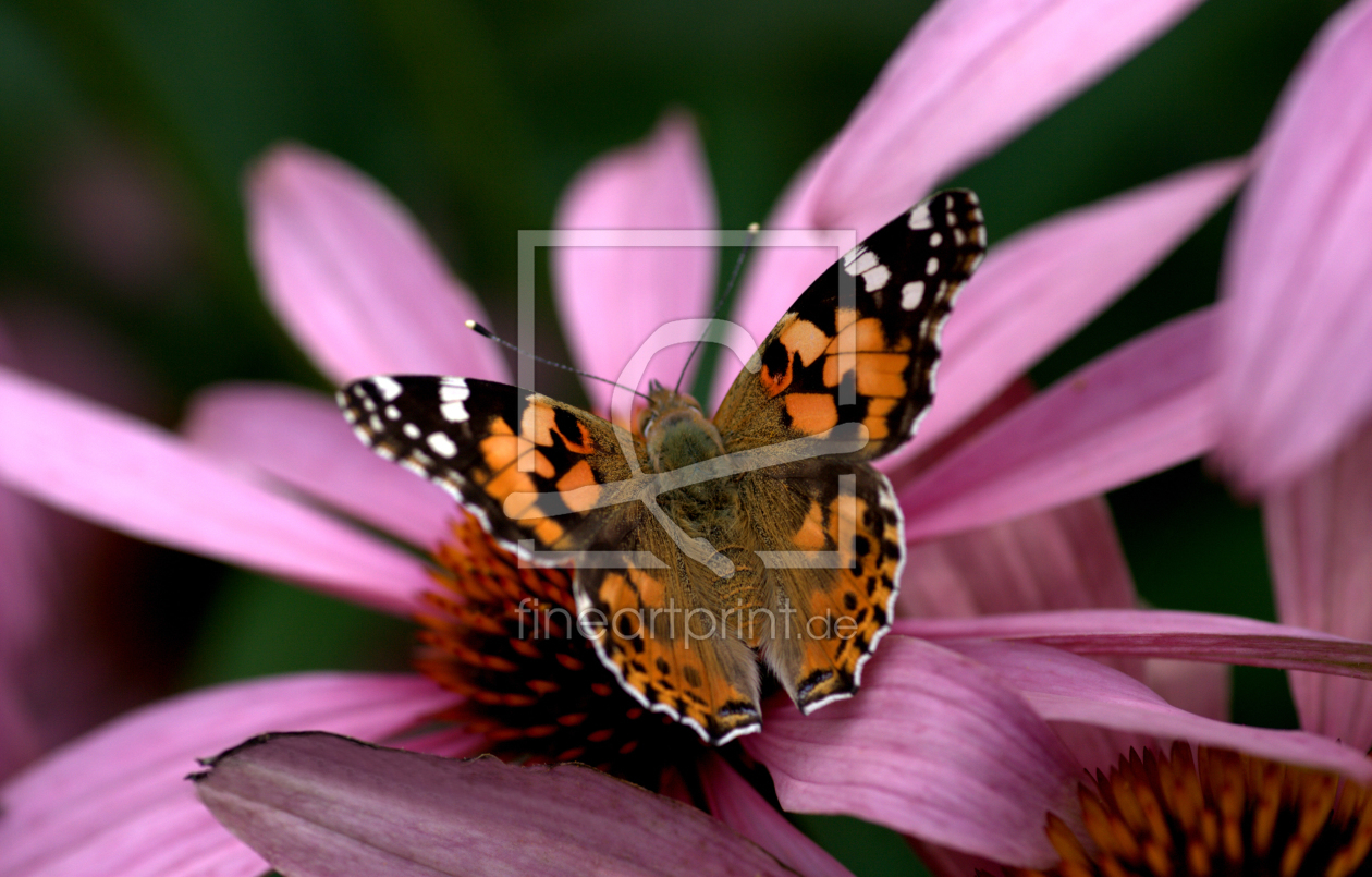 Bild-Nr.: 9338260 Schmetterling erstellt von Uwe Jahn