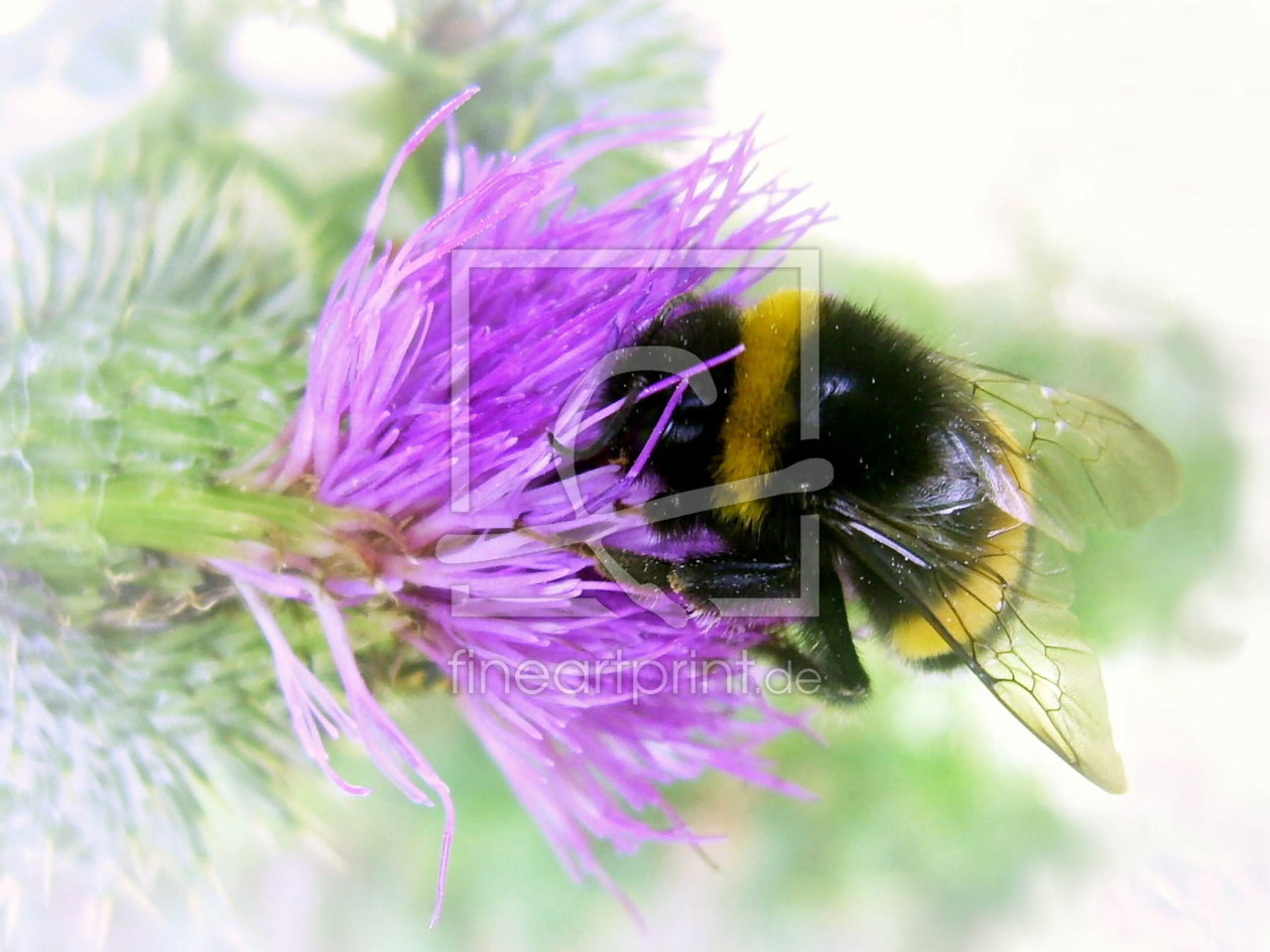 Bild-Nr.: 9339600 Hummel, Hummel und Distel erstellt von meusisart