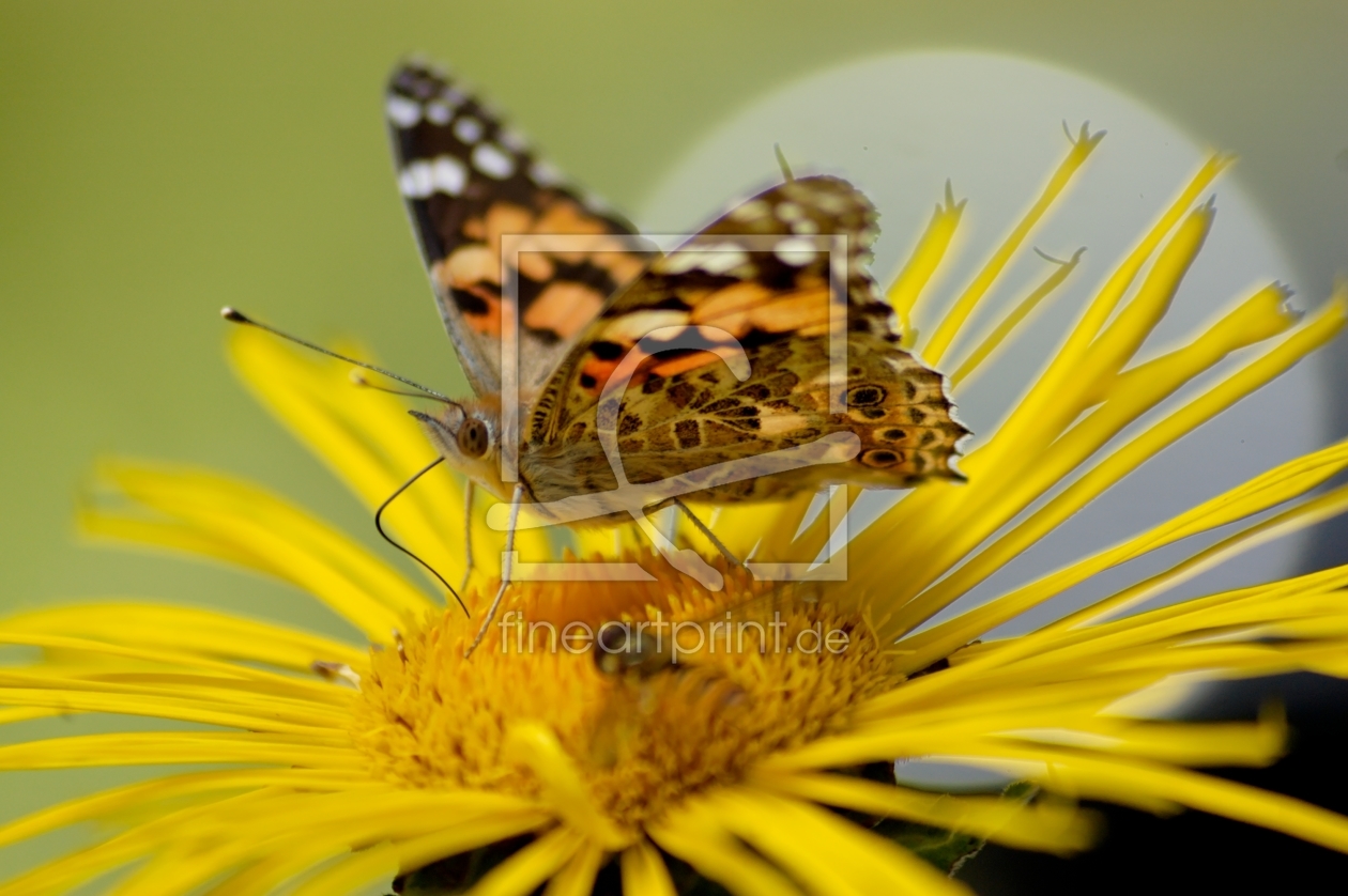 Bild-Nr.: 9340640 Schmetterling & Co. erstellt von Lucius30