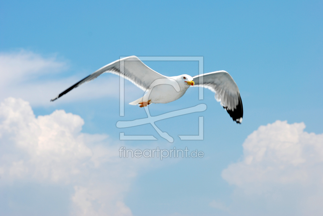 Bild-Nr.: 9343316 Laridae erstellt von Frank Walter