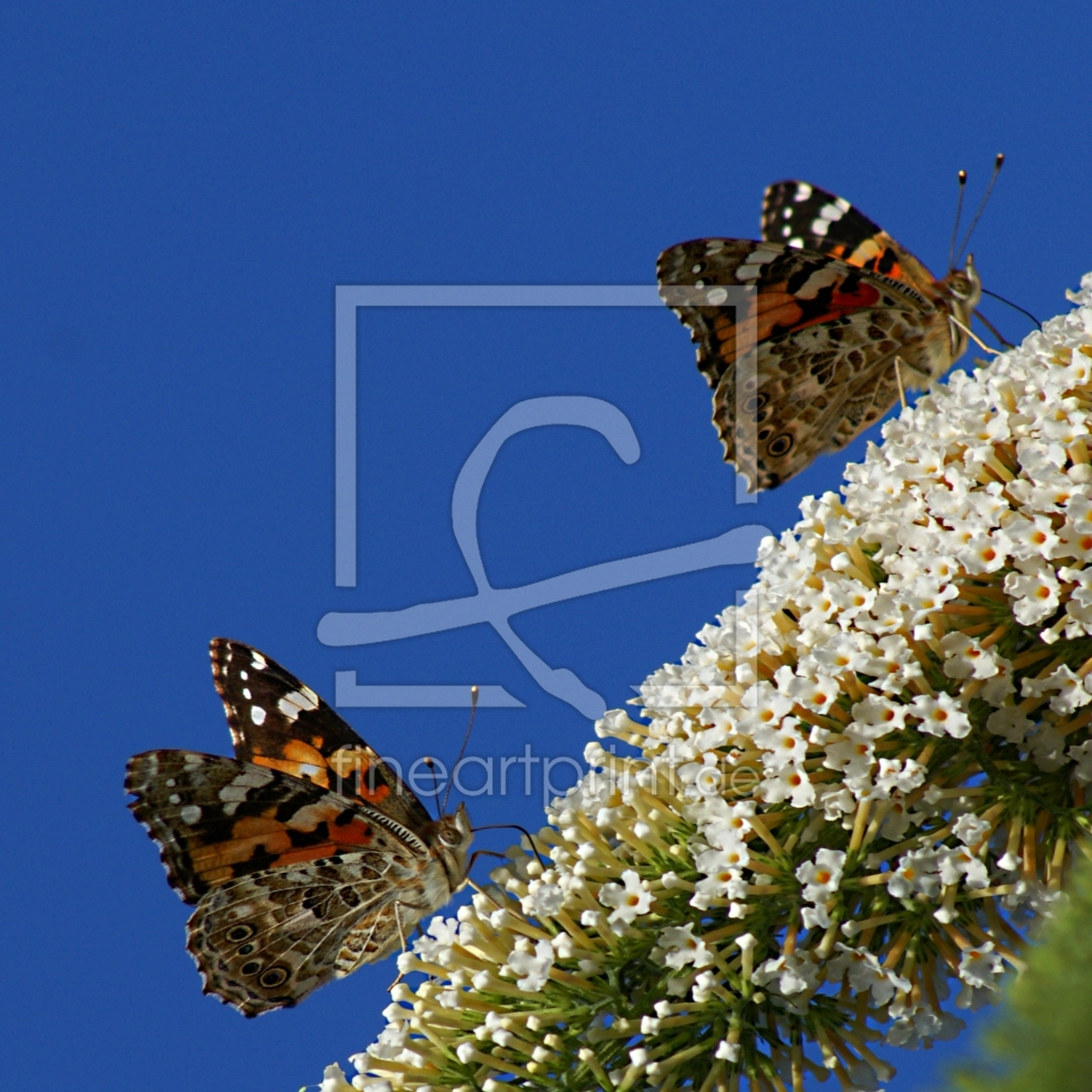 Bild-Nr.: 9343354 Gratwanderung.... erstellt von youhaveadream