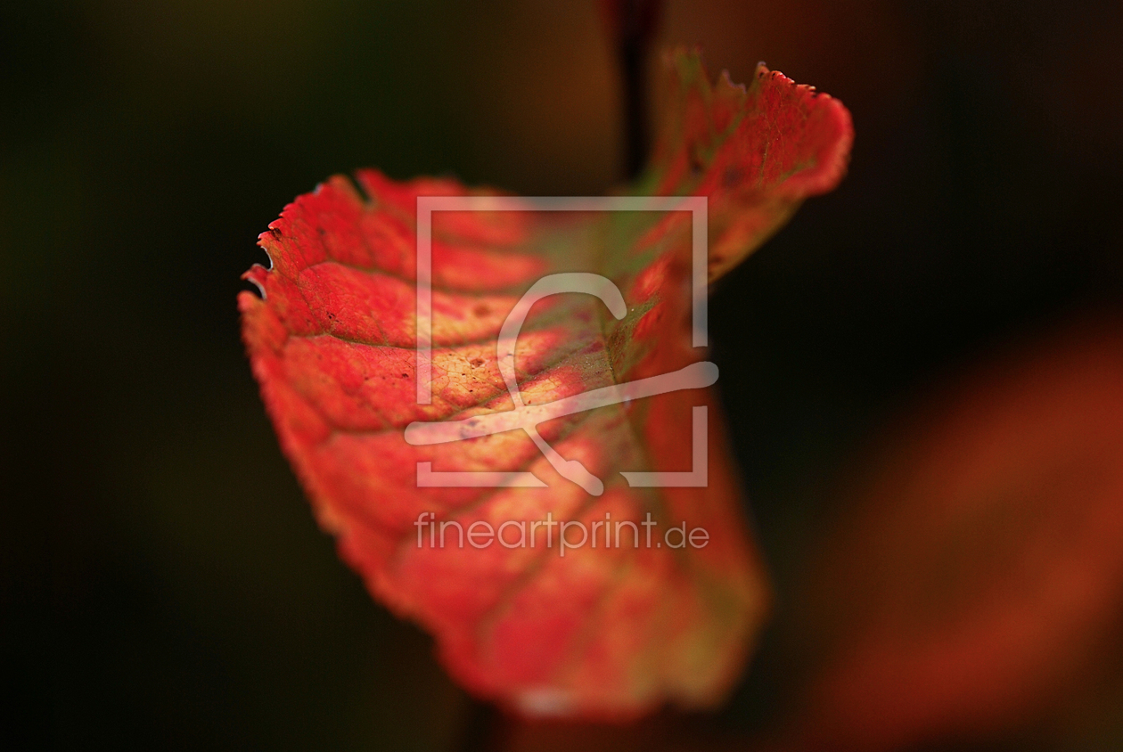 Bild-Nr.: 9344900 HERBSTGEFÜHLE  erstellt von schwanart