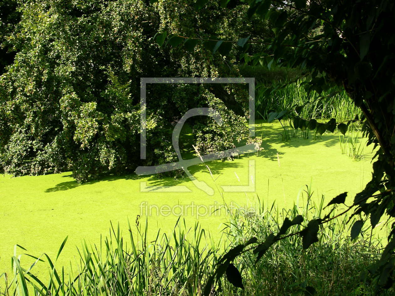 Bild-Nr.: 9345112 Pistaziengrüne Wasserpest auf der Issel 2 erstellt von muck