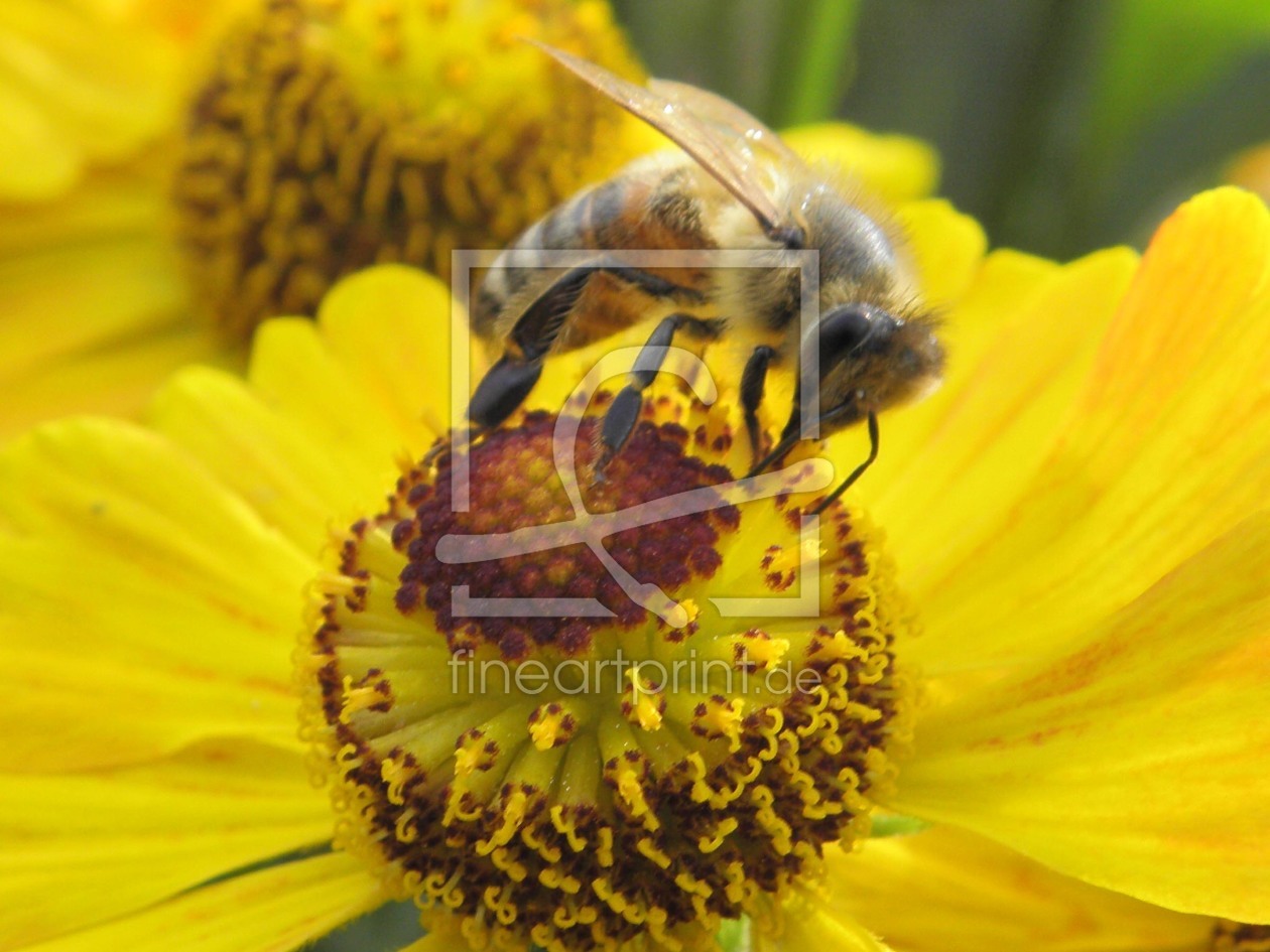 Bild-Nr.: 9346068 Biene beim Mittagessen erstellt von biborilla