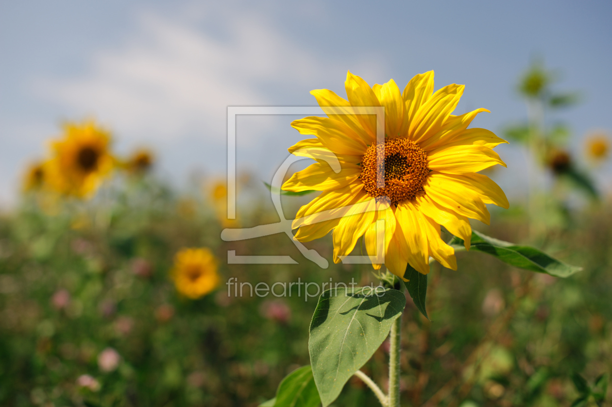 Bild-Nr.: 9346180 Sonnenblumenfeld erstellt von  Heidi  Brausch 