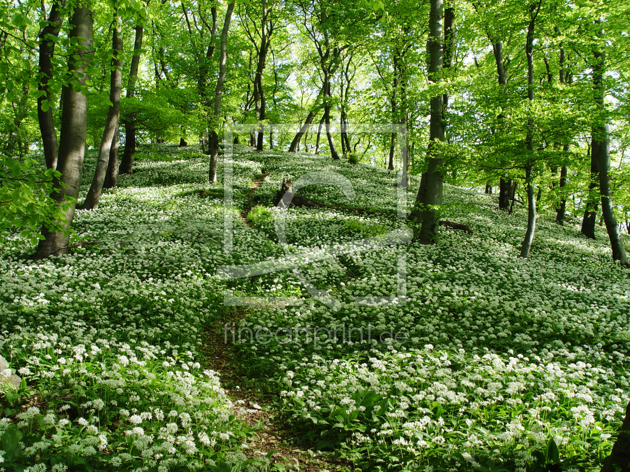 Bild-Nr.: 9346366 Bärlauch-Wald erstellt von roebri2