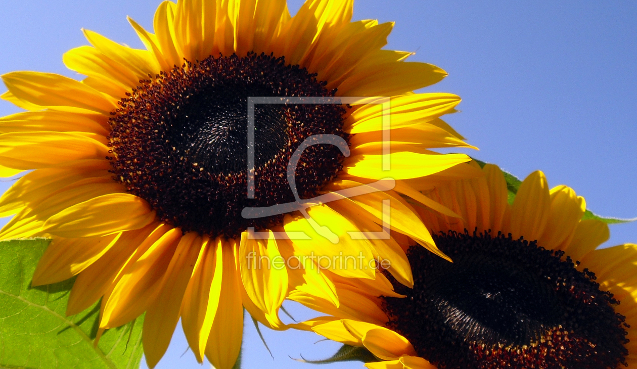 Bild-Nr.: 9348604 Sonnenblumen erstellt von Flower-Power