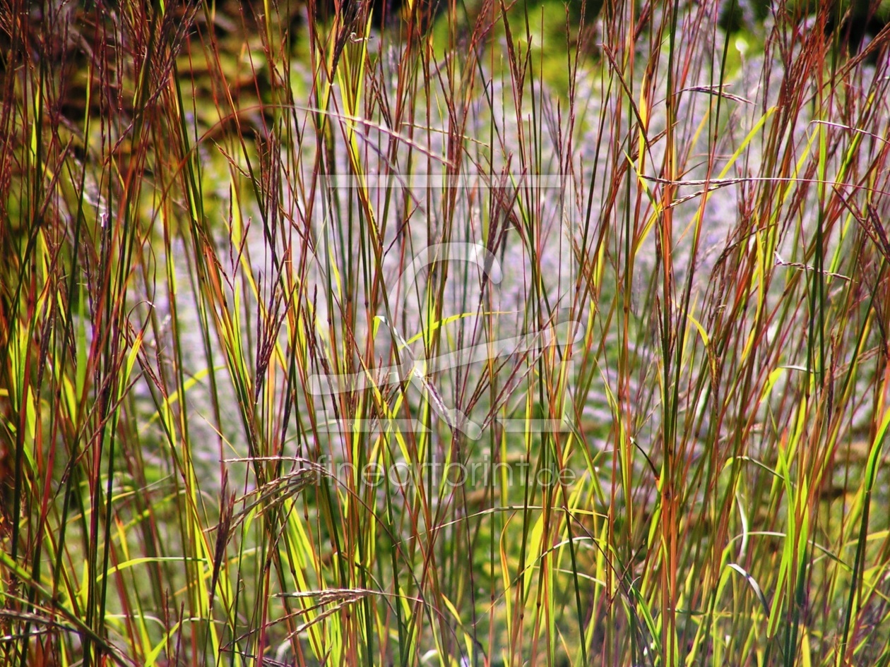 Bild-Nr.: 9348890 Buntes Schilf erstellt von Renate Knapp