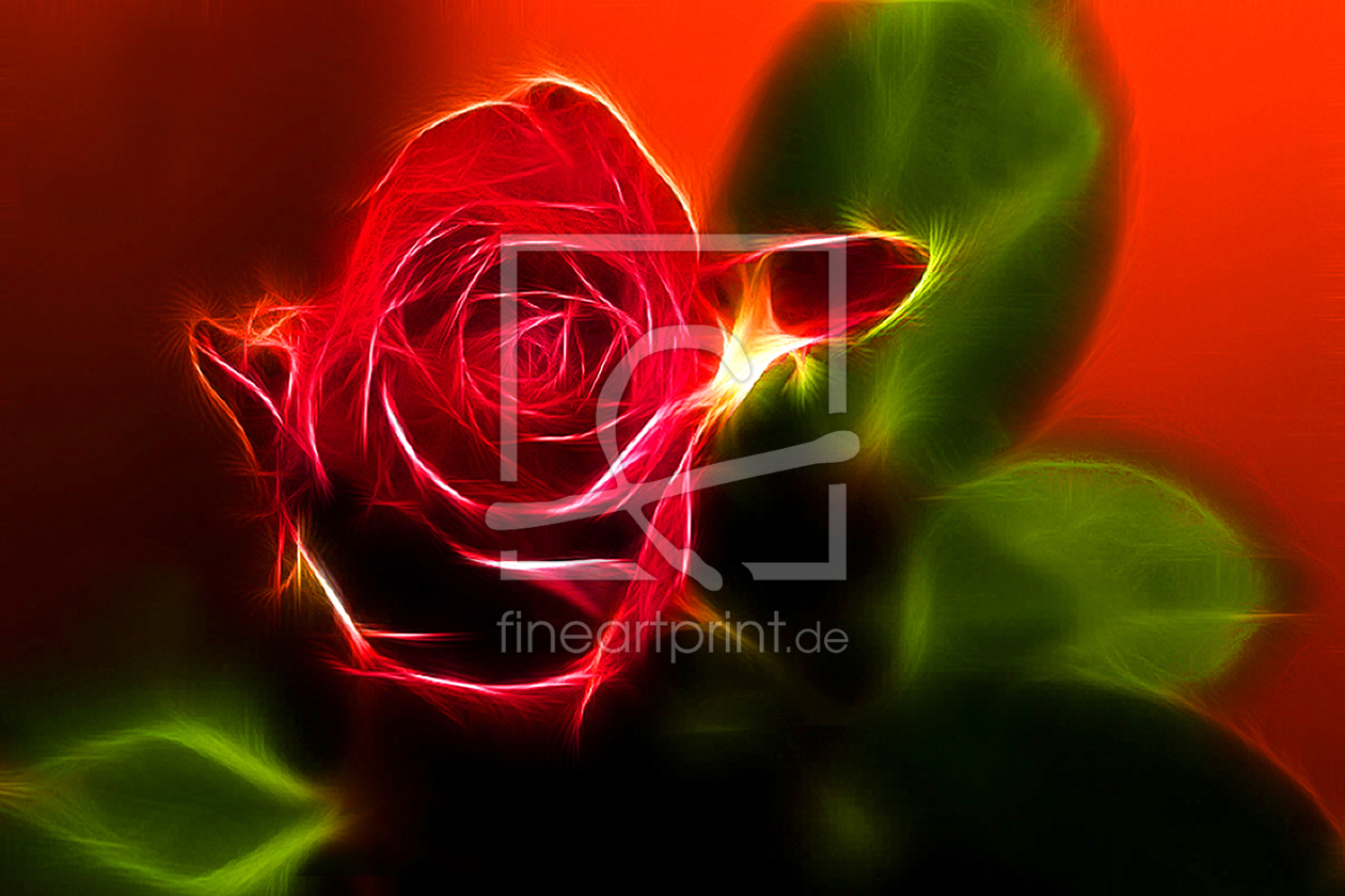 Bild-Nr.: 9350206 Rose of Light erstellt von Klaus Weinzettel
