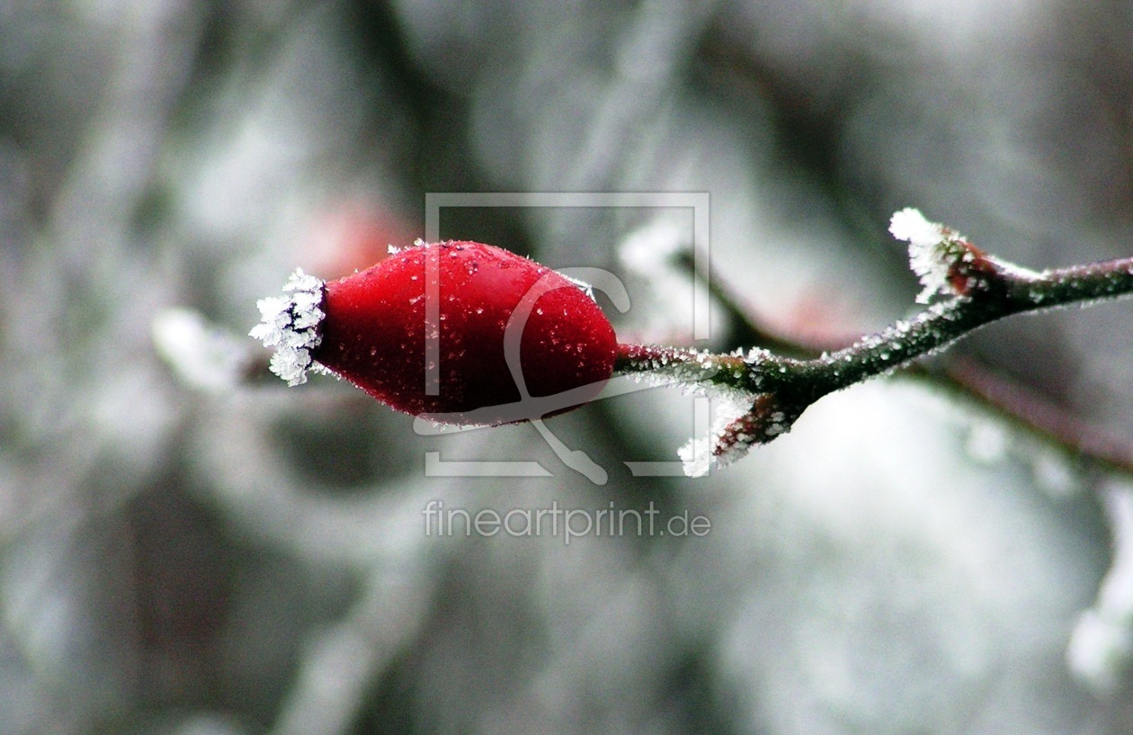 Bild-Nr.: 9355784 Die Winterharte erstellt von Renate Knapp