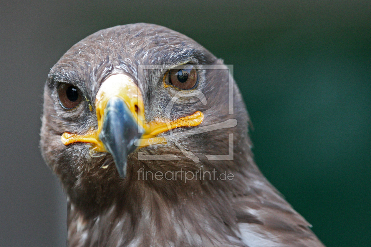 Bild-Nr.: 9355936 Steinadler erstellt von Marcel Schauer