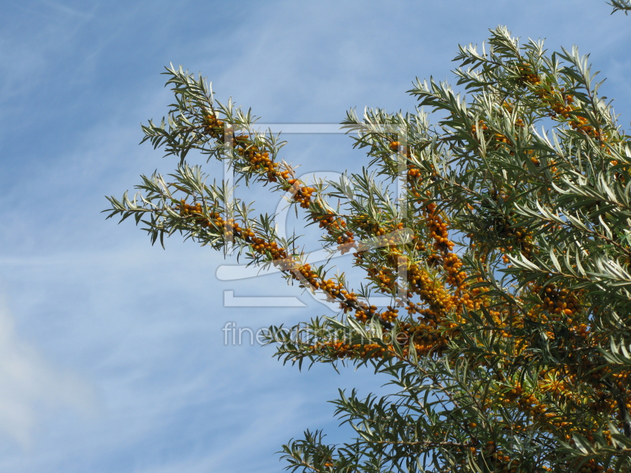 Bild-Nr.: 9358874 Sanddorn - Hippophae rhamnoides erstellt von Biologie-Profi