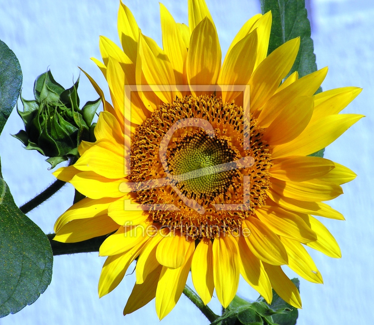 Bild-Nr.: 9358990 Frau Sonnenblume erstellt von Renate Knapp