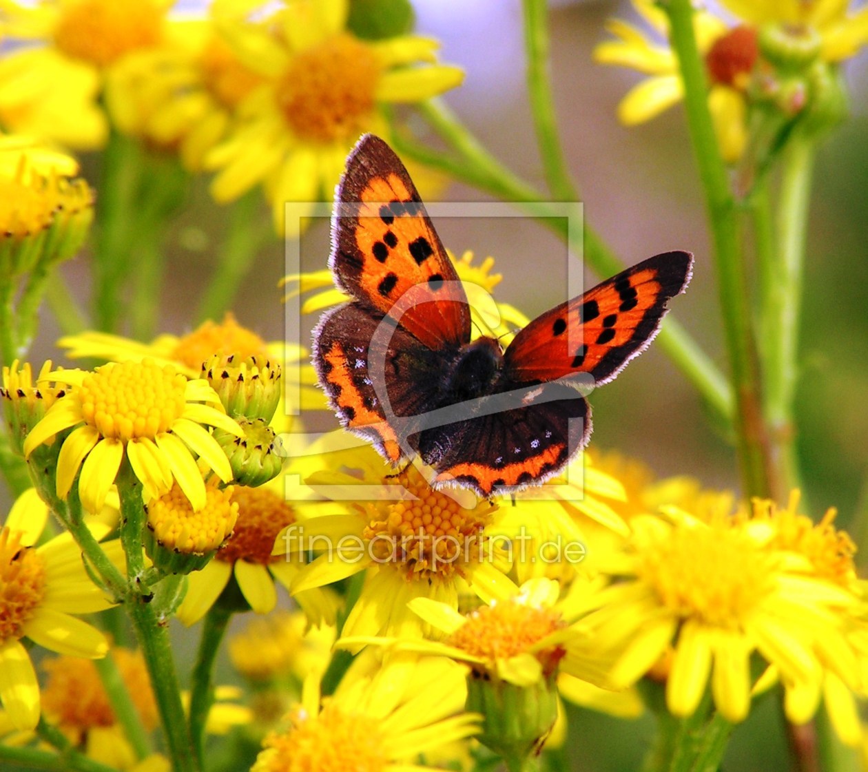 Bild-Nr.: 9360280 Der kleinste Schmetterling erstellt von Renate Knapp