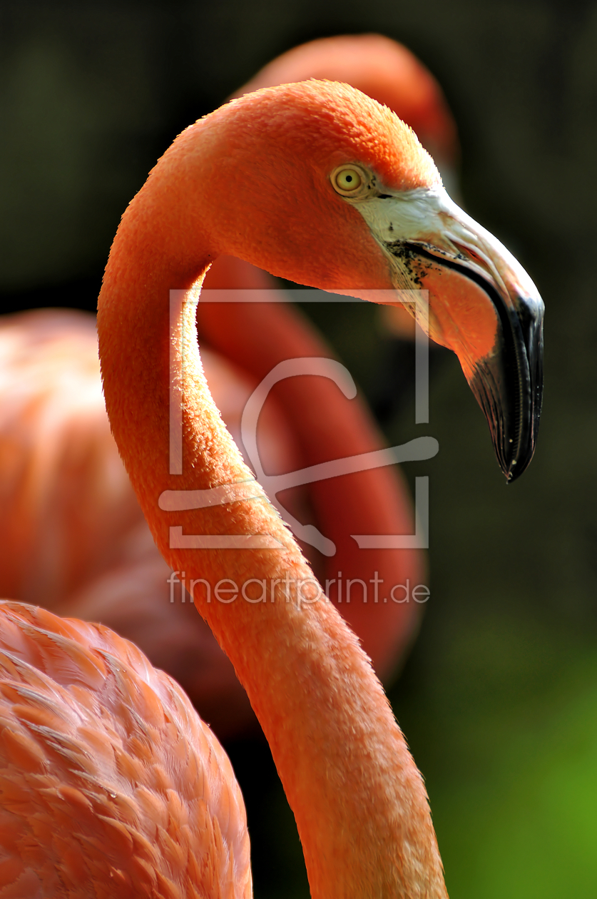 Bild-Nr.: 9361880 Flamingo erstellt von gnubier