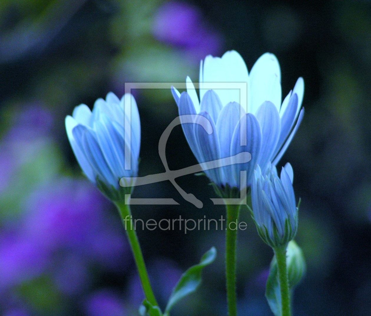 Bild-Nr.: 9362176 Blue Flower erstellt von Renate Knapp