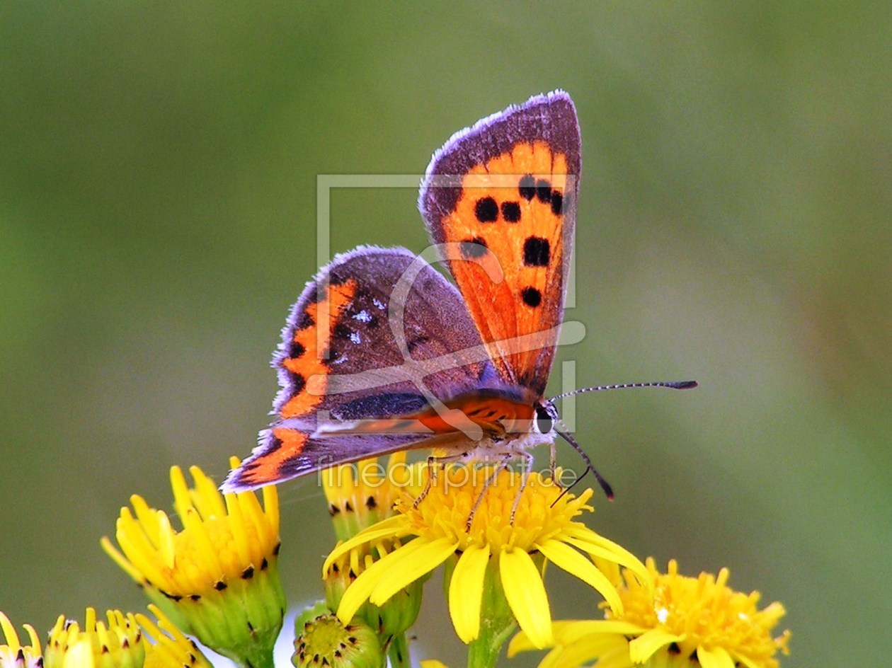 Bild-Nr.: 9362256 Der kleinste Schmetterling der Welt 2 erstellt von Renate Knapp