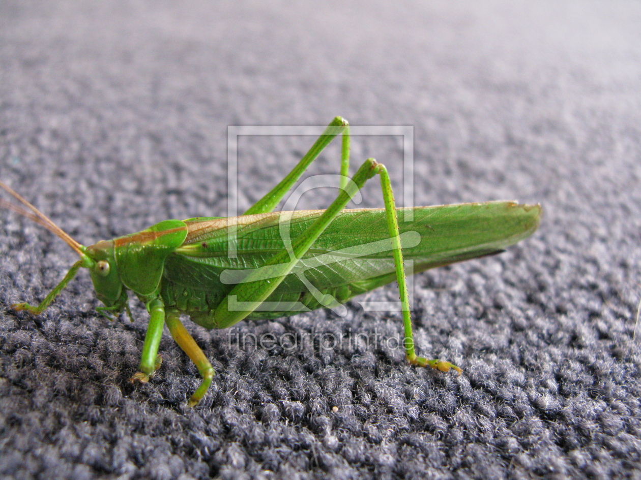 Bild-Nr.: 9362628 Grünes Heupferd - Tettigonia viridissima erstellt von Biologie-Profi