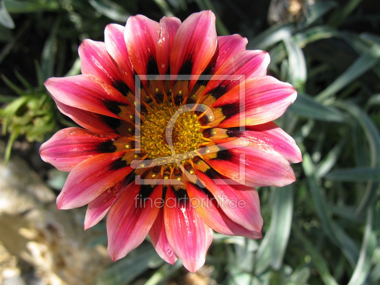 Bild-Nr.: 9363152 Sukkulentenblüte - Blütenschau erstellt von Biologie-Profi