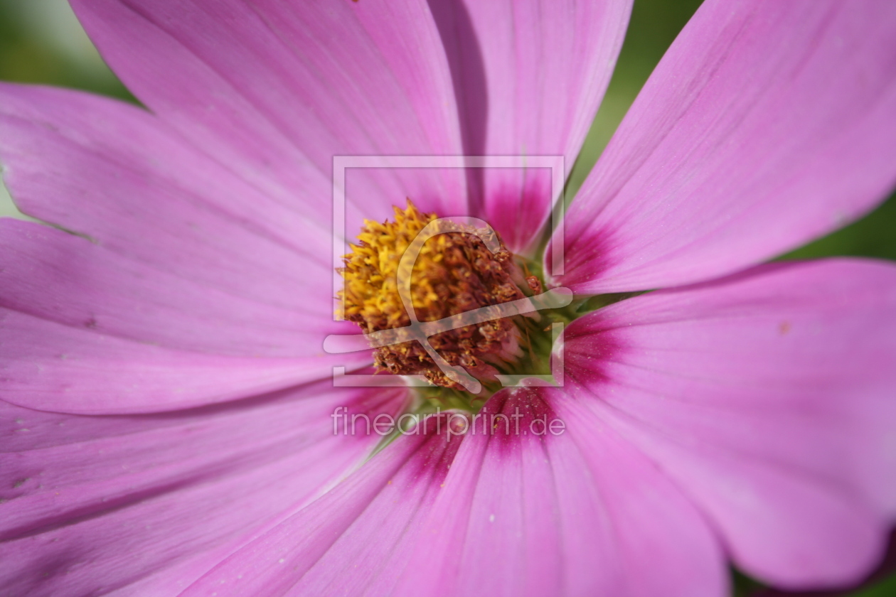 Bild-Nr.: 9363954 flowers erstellt von nessa