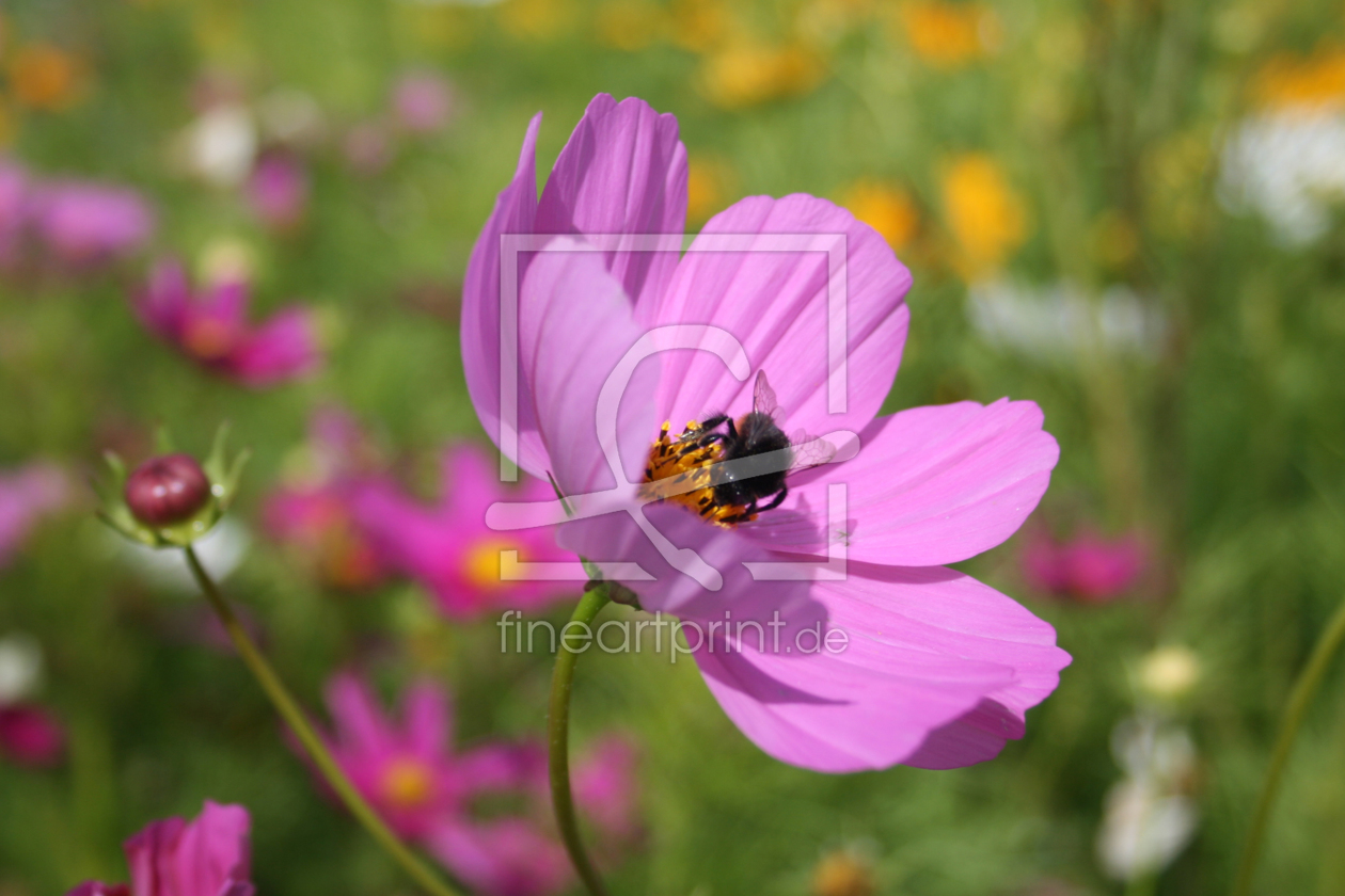 Bild-Nr.: 9363978 Natur erstellt von nessa