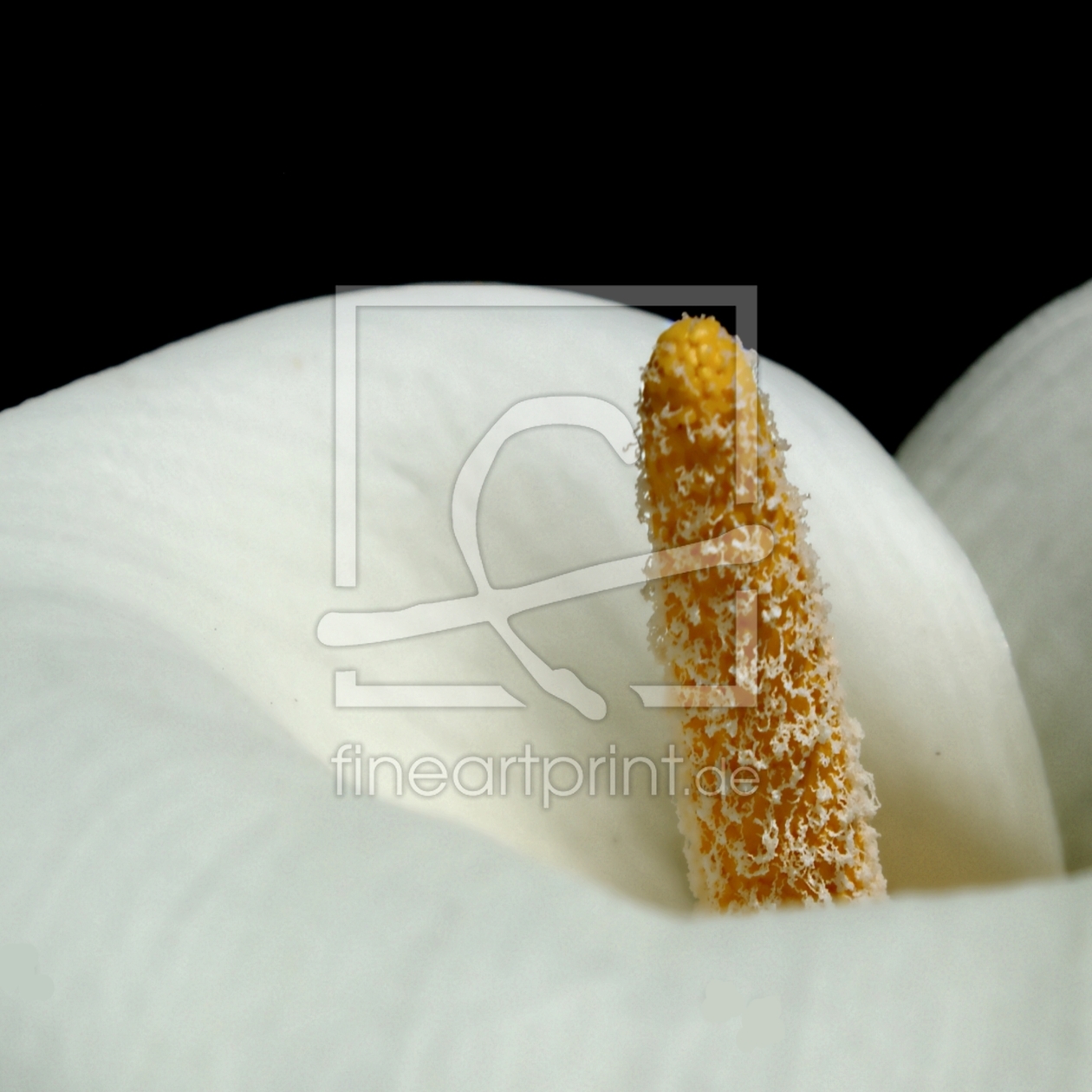 Bild-Nr.: 9364674 Calla Curves erstellt von youhaveadream