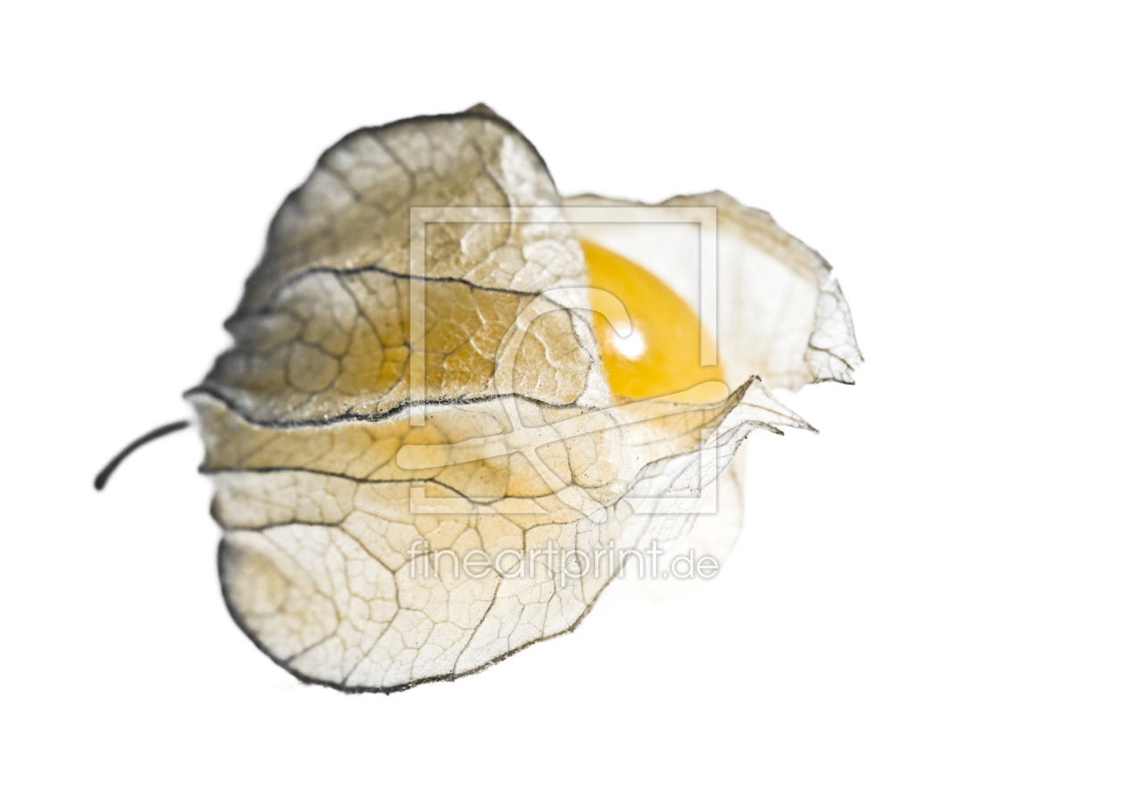 Bild-Nr.: 9365584 Physalis erstellt von Imagografie