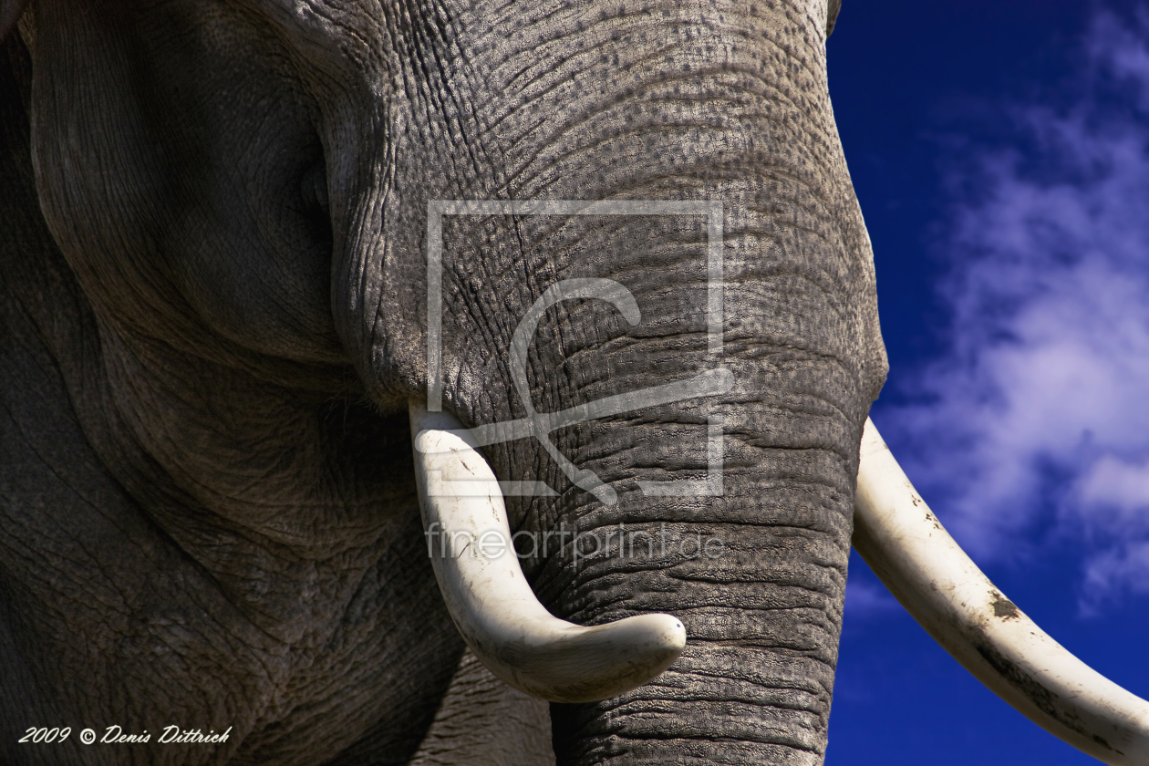 Bild-Nr.: 9365720 Elefant erstellt von denisd78