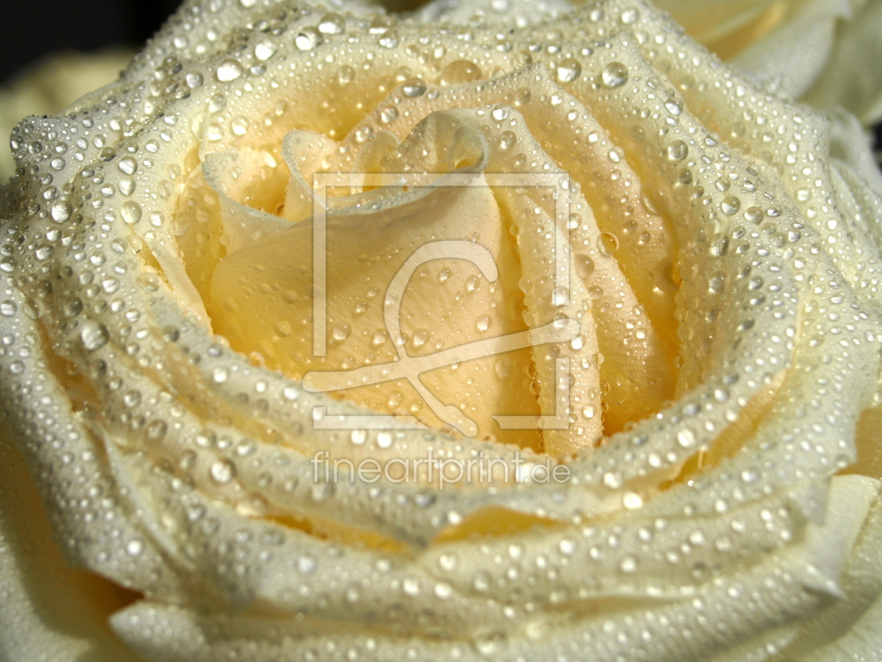 Bild-Nr.: 9366032 Rose2 erstellt von t-zapf