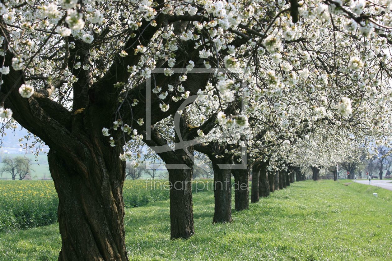 Bild-Nr.: 9368348 Kirschblüte erstellt von acissejeoz