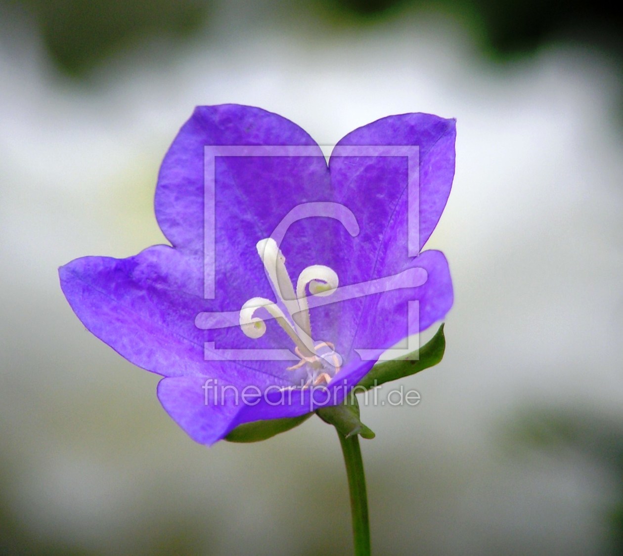 Bild-Nr.: 9368464 Little Blue erstellt von Renate Knapp